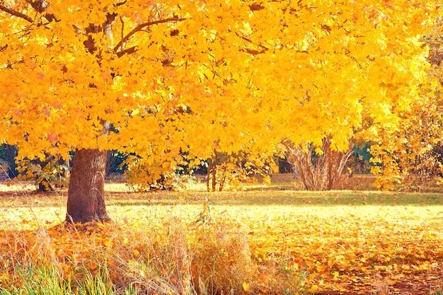 Paesaggio d&#39;autunno.