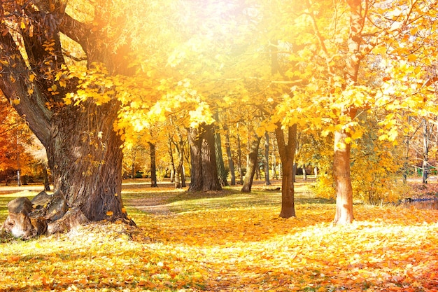 Paesaggio d&#39;autunno.