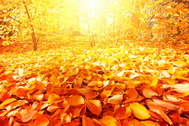 Paesaggio d&#39;autunno.