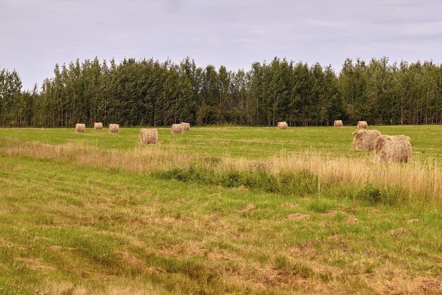 Paesaggio del campo di agricoltura del raccolto del pagliaio. Vista del pagliaio del campo agricolo. Panorama del campo di pagliaio.