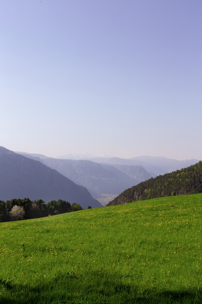 Paesaggio del campo di erba verde