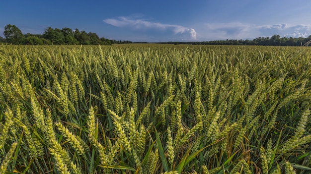 Paesaggio del campo di grano verde