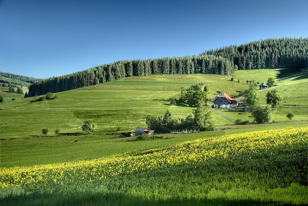 Paesaggio della foresta nera all'alba, germania