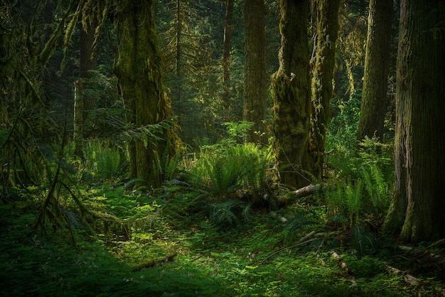 Paesaggio della foresta verde tropicale