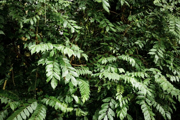 Paesaggio della giungla tropicale