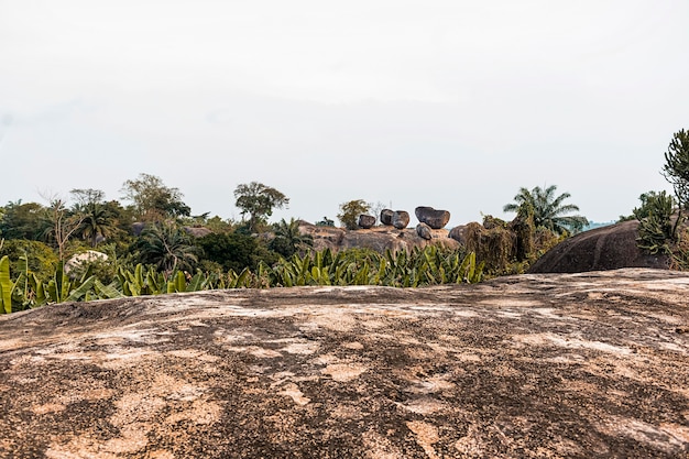 Paesaggio della natura africana con vegetazione e alberi