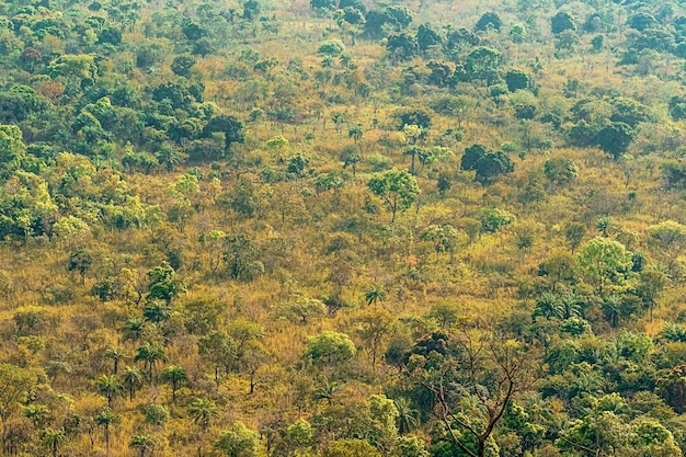 Paesaggio della natura africana con vegetazione e alberi