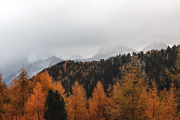 Paesaggio di alberi di pino marrone