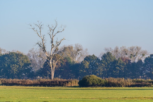 Paesaggio di alberi nel prato contro un cielo cupo