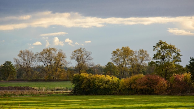 Paesaggio di alberi nel prato contro un cielo nuvoloso