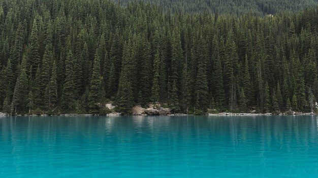 Paesaggio di alberi vicino al corpo idrico