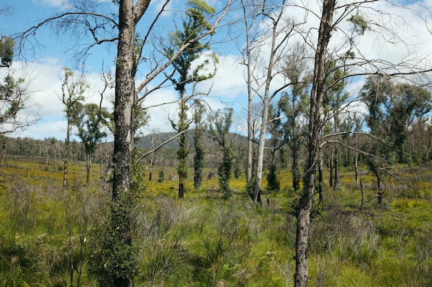 Paesaggio di alberi