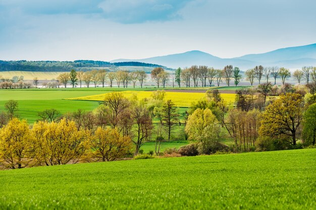 Paesaggio di campo con colza