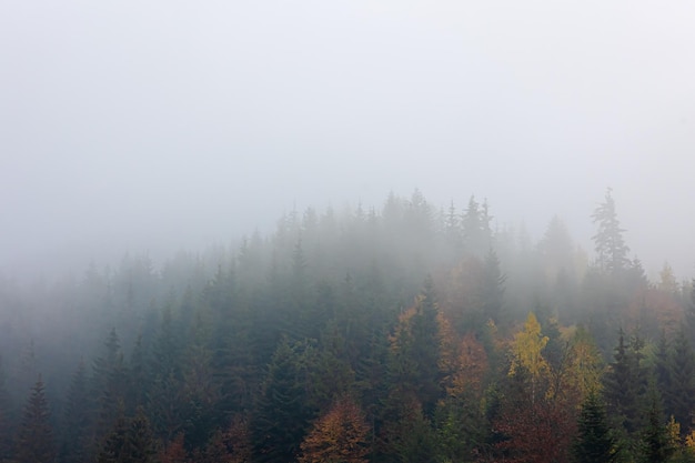 Paesaggio di montagna nebbioso autunnale con foresta di abeti rossi