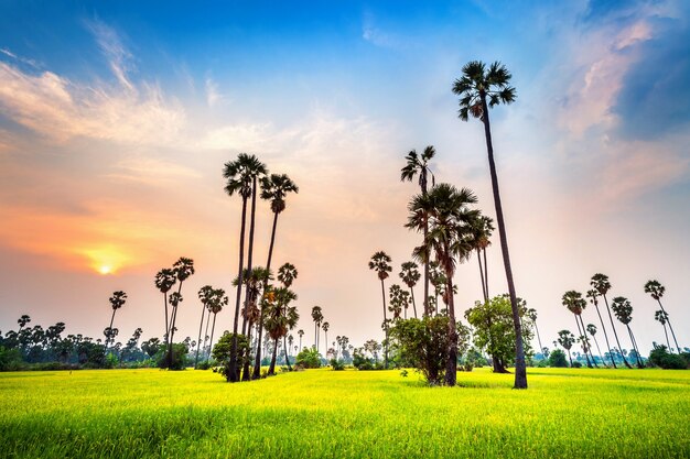 Paesaggio di palme da zucchero e campo di riso al tramonto.