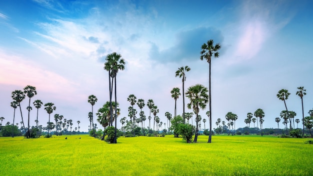 Paesaggio di palme da zucchero e campo di riso.