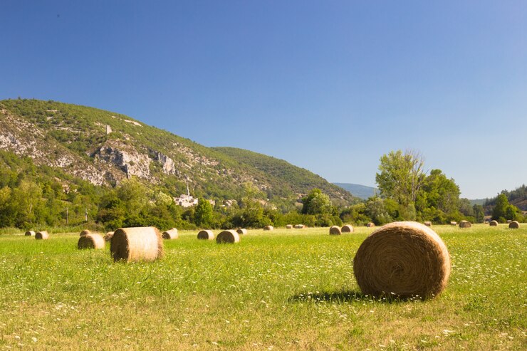 Foto gratuito paesaggio di prato