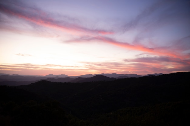 Paesaggio di una bellissima foresta