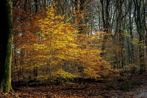 Paesaggio di una foresta circondata da alberi coperti di foglie colorate sotto la luce del sole in autunno