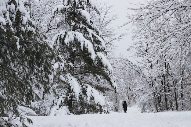 Paesaggio di una foresta circondata dagli alberi e dall'erba coperti nella neve e nella nebbia