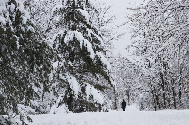 Paesaggio di una foresta circondata dagli alberi e dall'erba coperti nella neve e nella nebbia