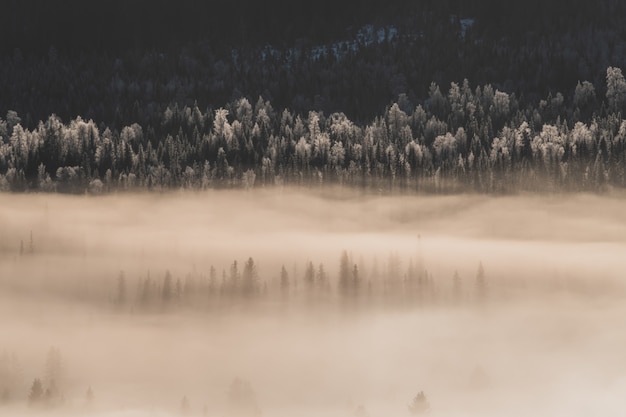 Paesaggio di una foresta coperta di neve e nebbia sotto la luce del sole in inverno