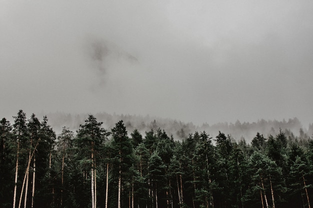 Paesaggio di una foresta coperta nella nebbia