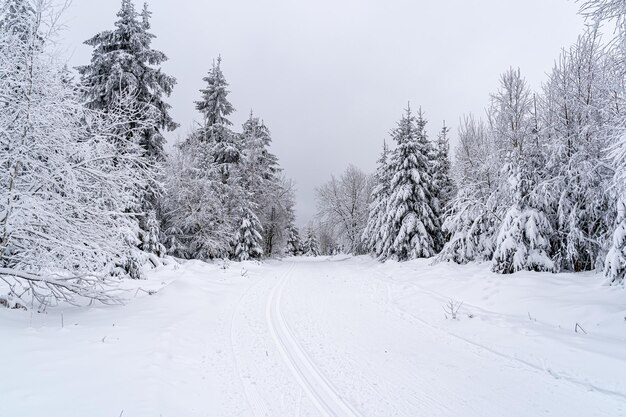 Paesaggio di una strada nella Foresta Nera ricoperta di alberi e neve in Germania