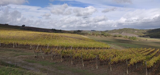 Paesaggio di una zona rurale ricoperta di vegetazione sotto un cielo nuvoloso durante il giorno