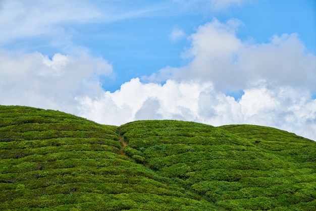 Paesaggio erba altopiani ambiente malaysia cameron