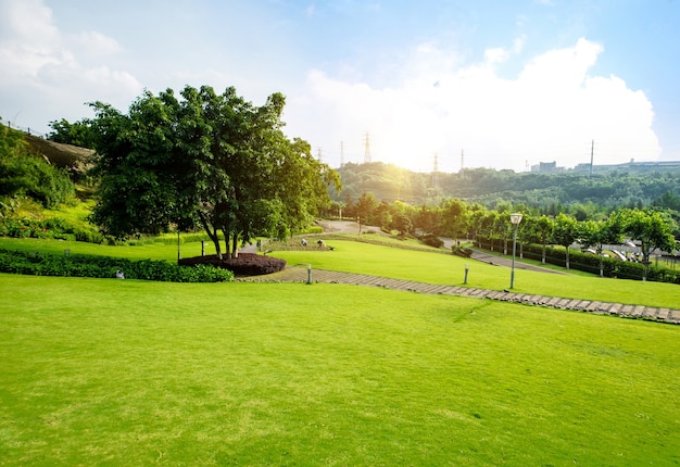 Paesaggio erboso e verde ambiente sfondo parco