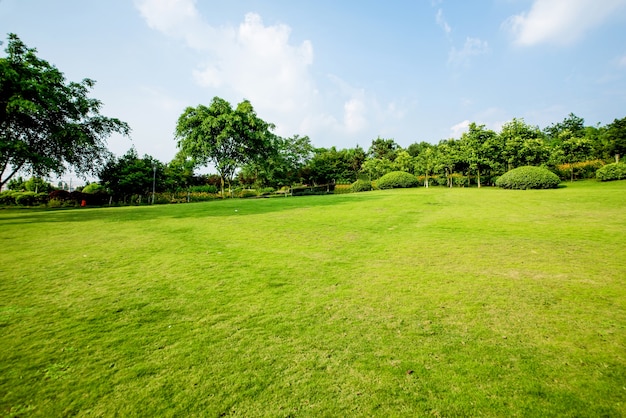 Paesaggio erboso e verde ambiente sfondo parco