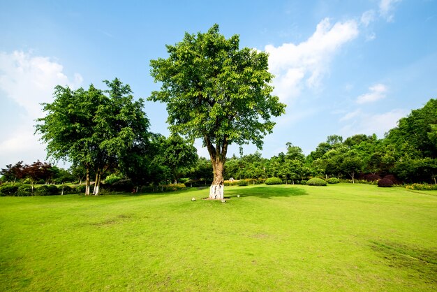 Paesaggio erboso e verde ambiente sfondo parco