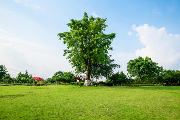 Paesaggio erboso e verde ambiente sfondo parco