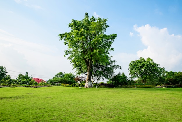 Paesaggio erboso e verde ambiente sfondo parco