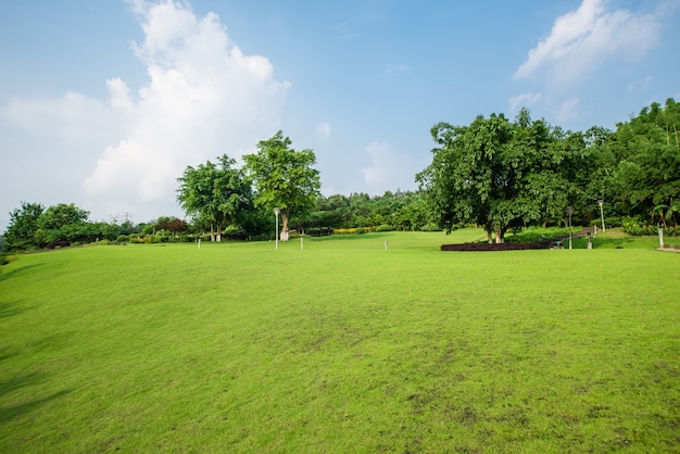 Paesaggio erboso e verde ambiente sfondo parco