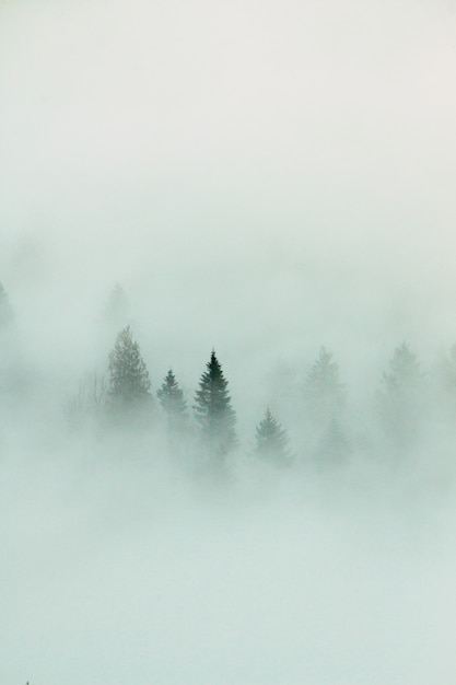 Paesaggio forestale con fitta nebbia