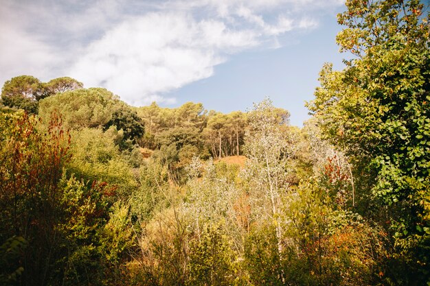 Paesaggio forestale