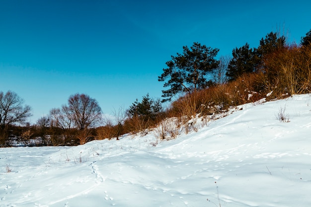 Paesaggio innevato con orme e alberi contro il cielo blu