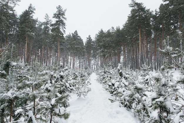 Paesaggio innevato nella foresta di inverno di pino