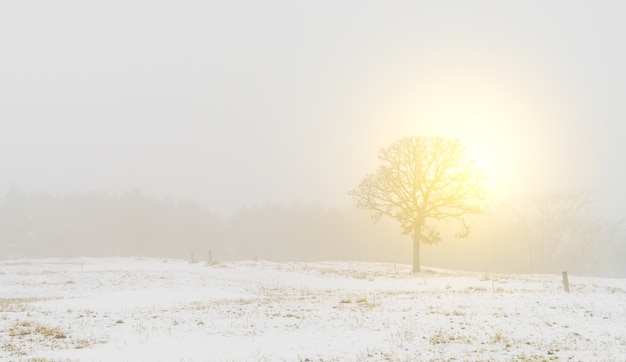 Paesaggio invernale alberi sulla neve