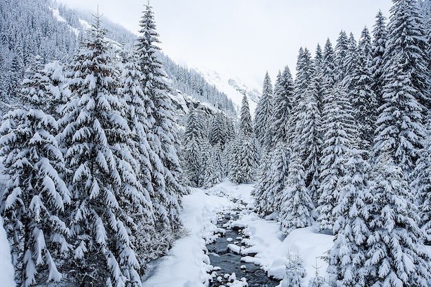 Paesaggio invernale con alberi innevati e splendida vista