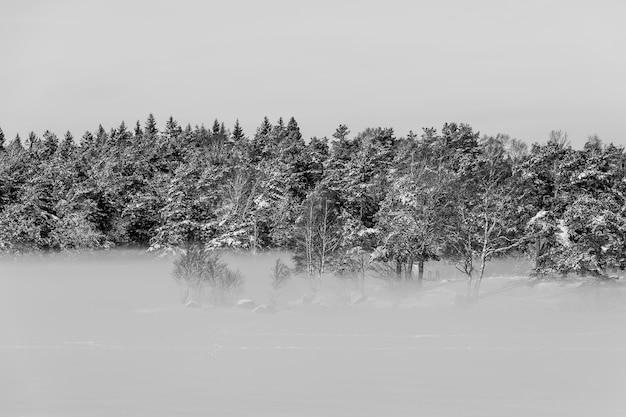 Paesaggio invernale con alberi sempreverdi innevati e fitta nebbia al suolo