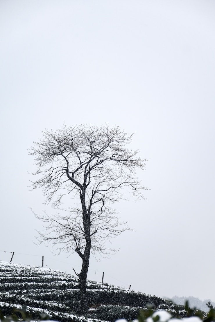Foto gratuito paesaggio invernale con albero senza foglie