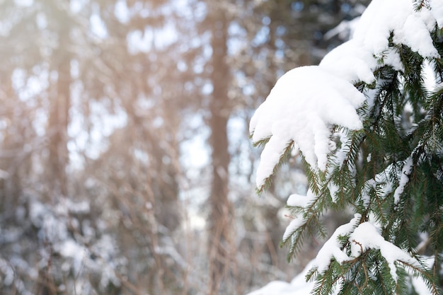 Paesaggio invernale con neve sugli alberi