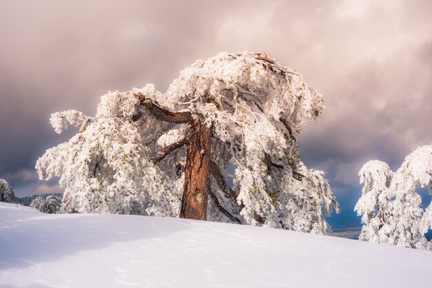 Paesaggio invernale con pino nevoso