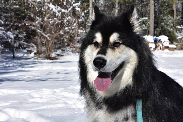 Paesaggio invernale con un cane husky che gioca nella neve.