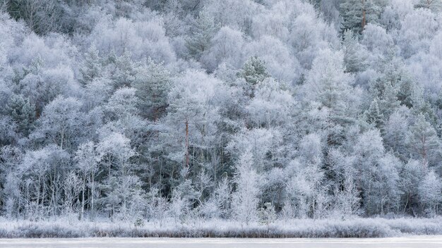 Paesaggio invernale, fredda mattina di novembre, alberi bianchi gelidi.