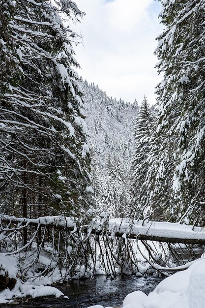 Paesaggio invernale in una giornata di sole su uno sfondo di montagne, foreste di pini e neve