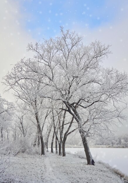 Paesaggio invernale nel parco cittadino